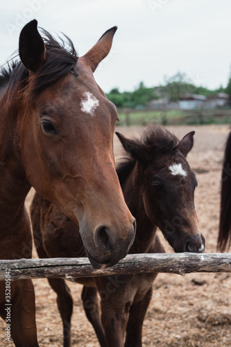 Mother horse and baby foal. Family of horses, farm.