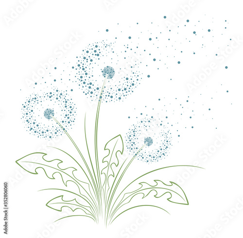 A flower of a field dandelion with flying seeds.


