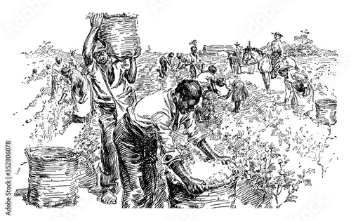 Cotton Plantation, vintage illustration. photo