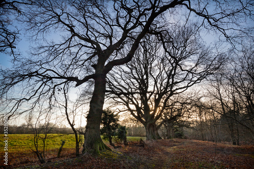 Witton Wood, North Norfolk, England
