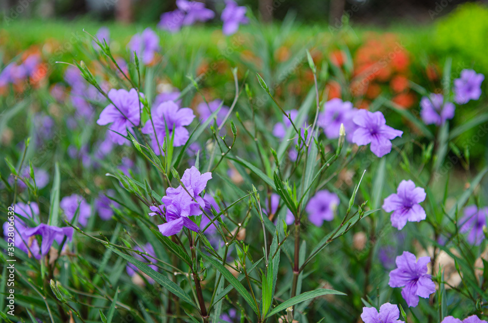 purple crocus flowers in spring purple crocus flowers in spring
