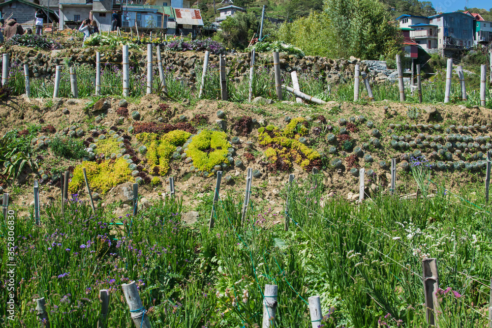 Flower farm in Atok Benguet. This is a new attraction in Luzon where one can enjoy the cold