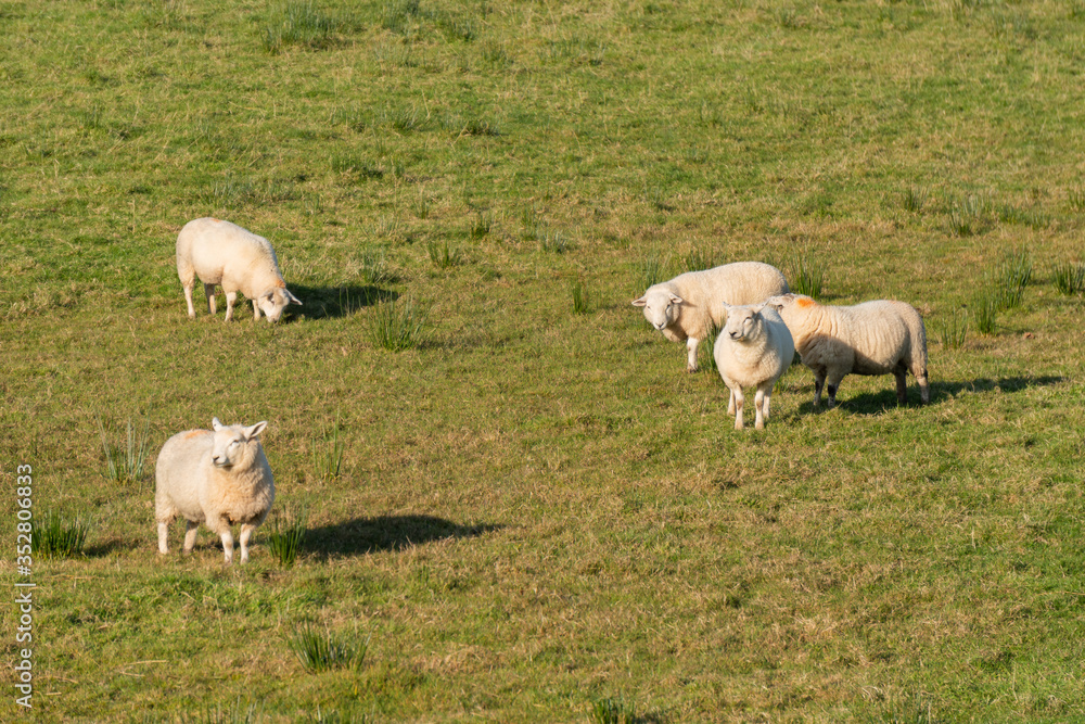 Group of sheep in Northen Ireland Group of sheep in Northen Ireland