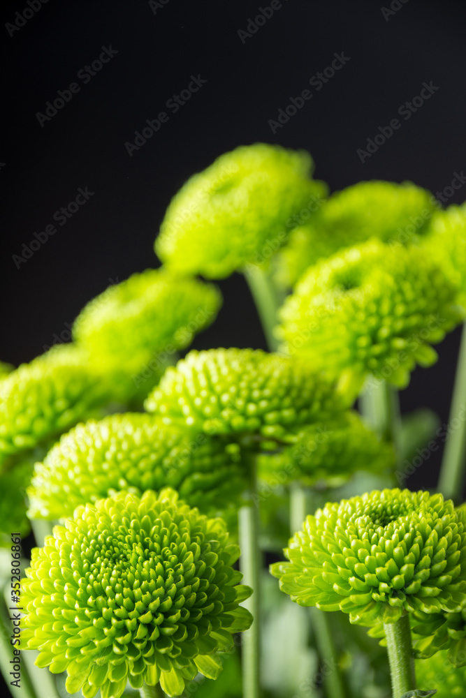 Close-up of green chrysanthemum bouquet, with selective focus, black background, vertical, with copy space Close-up of green chrysanthemum bouquet, with selective focus, black background, vertical, with copy space