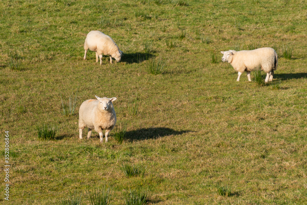 three sheep enjoying the pasture in northern ireland three sheep enjoying the pasture in northern ireland