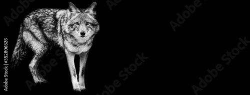 Slika na platnu Template of coyote in B&W with black background