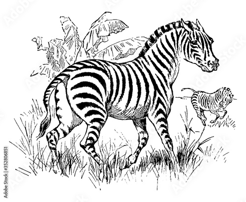 Zebra, vintage illustration.