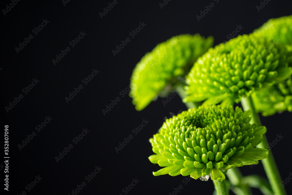 Close-up detail of green chrysanthemum flowers, with selective focus, black background, horizontal, with copy space Close-up detail of green chrysanthemum flowers, with selective focus, black background, horizontal, with copy space