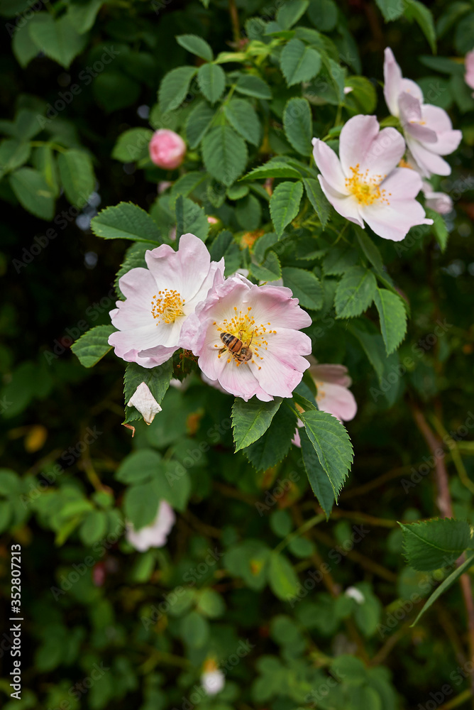 Rosa canina pink inflorescence
Rosa canina pink inflorescence