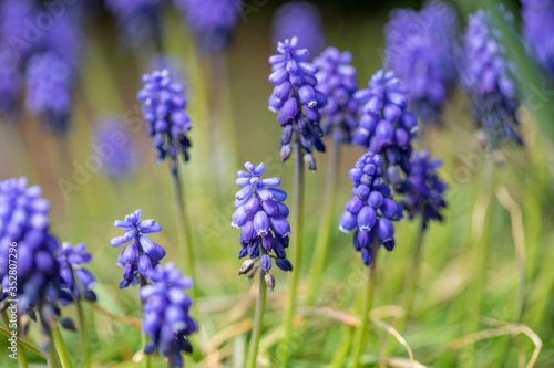 Armenian grape hyacinth Muscari armeniacum flowering in early spring