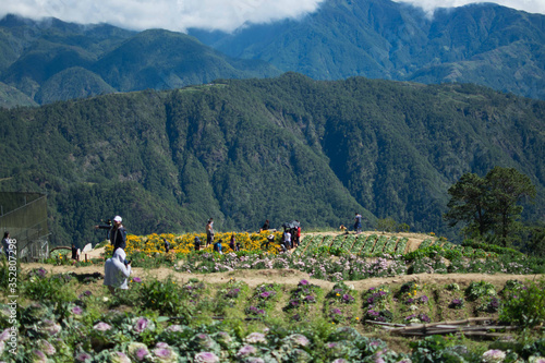 DEC. 21, 2019-ATOK BENGUET PHILIPPINES : Flower farm in Atok Benguet. This is new attraction in Luzon where one can enjoy the cold weather of the full bloom of various kinds of flowers. photo