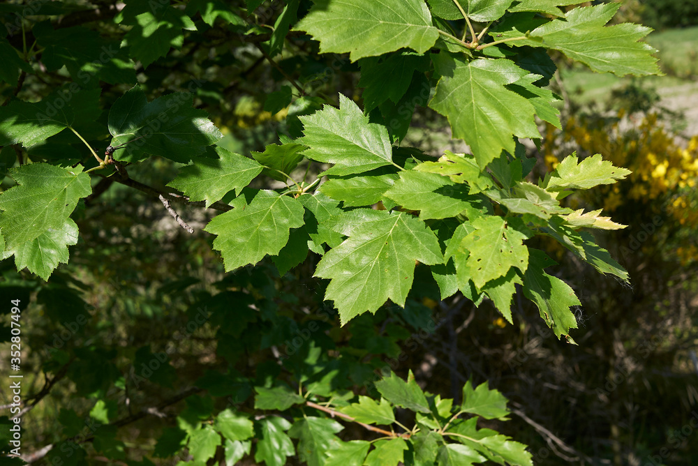 Sorbus torminalis Sorbus torminalis