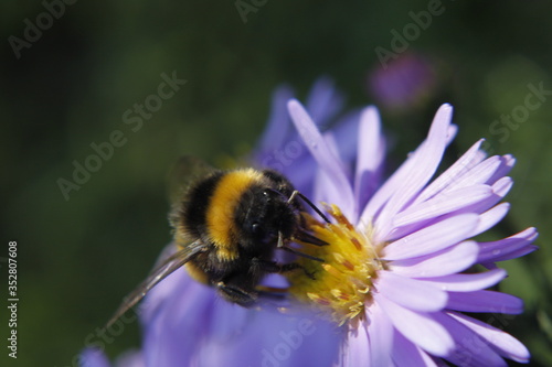 Bumblebee on the flower macro shot © Ruchacz