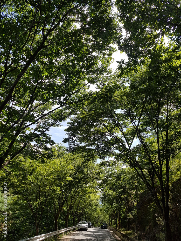 Fototapeta premium 산