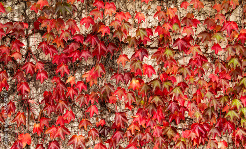 Natural background pattern, autumn red maple leaves, foliage background pattern