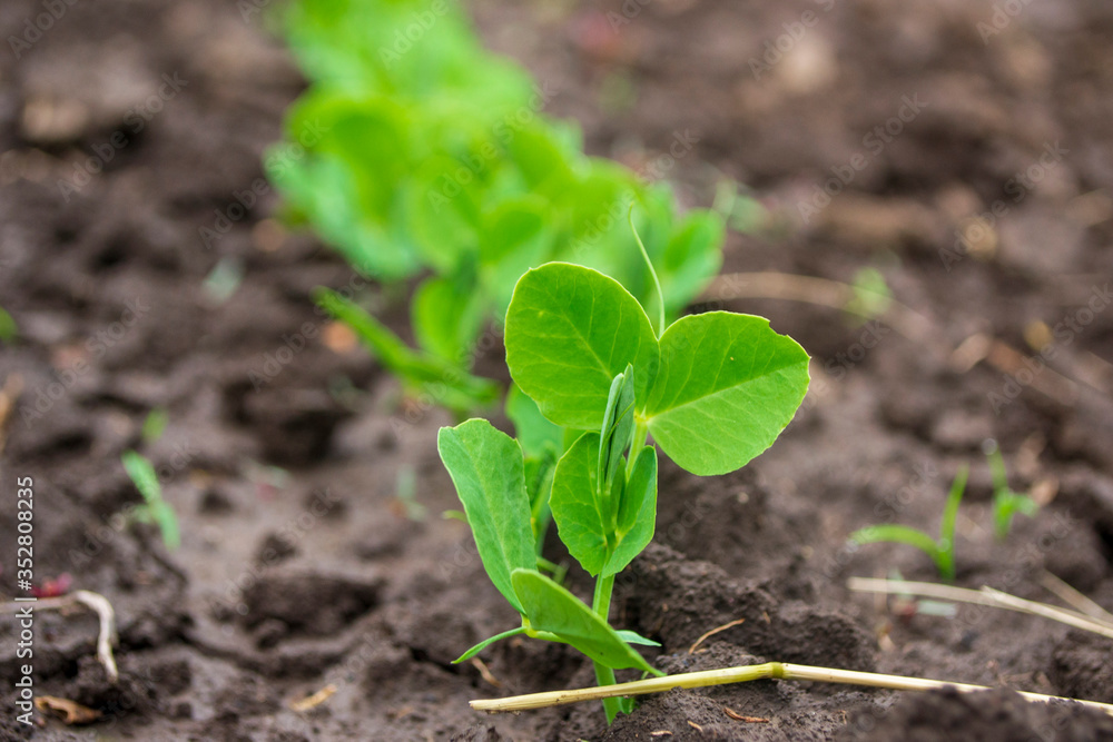 green pea sprout on the ground green pea sprout on the ground