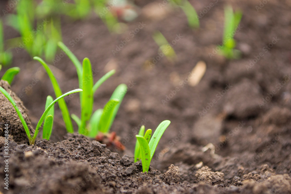 spinach shoots in the open ground spinach shoots in the open ground
