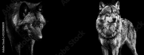 Template of grey wolf and black in B&W with black background