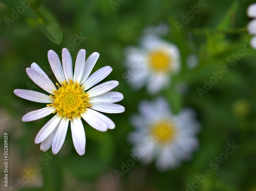 Closeup white common daisy (oxeye) flower in garden , yellow pollen of daisy ,macro image