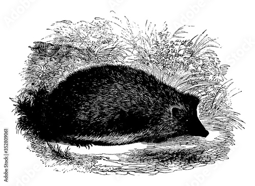 Horseshoe Bat, vintage illustration