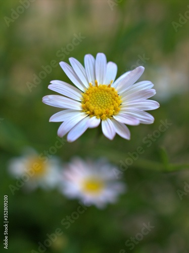 Closeup white common daisy  oxeye  flower in garden   yellow pollen of daisy  macro image