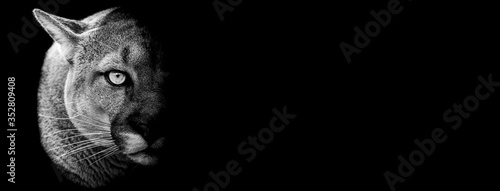 Photography Template of puma in B&W with black background