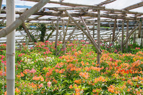 Flower farm on a green house using bamboo as column supports.