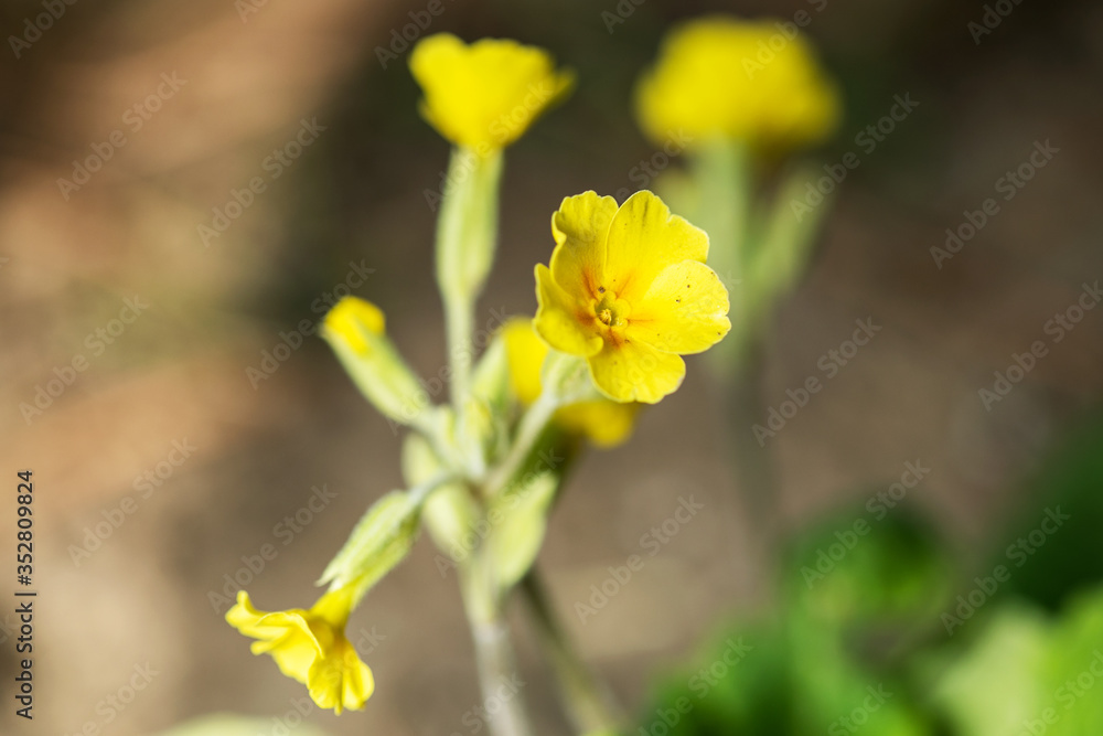 Field of yellow Cowslip flowers or Primula veris. Shallow depth of field.