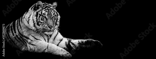 Template of Tiger in B&W with black background © AB Photography