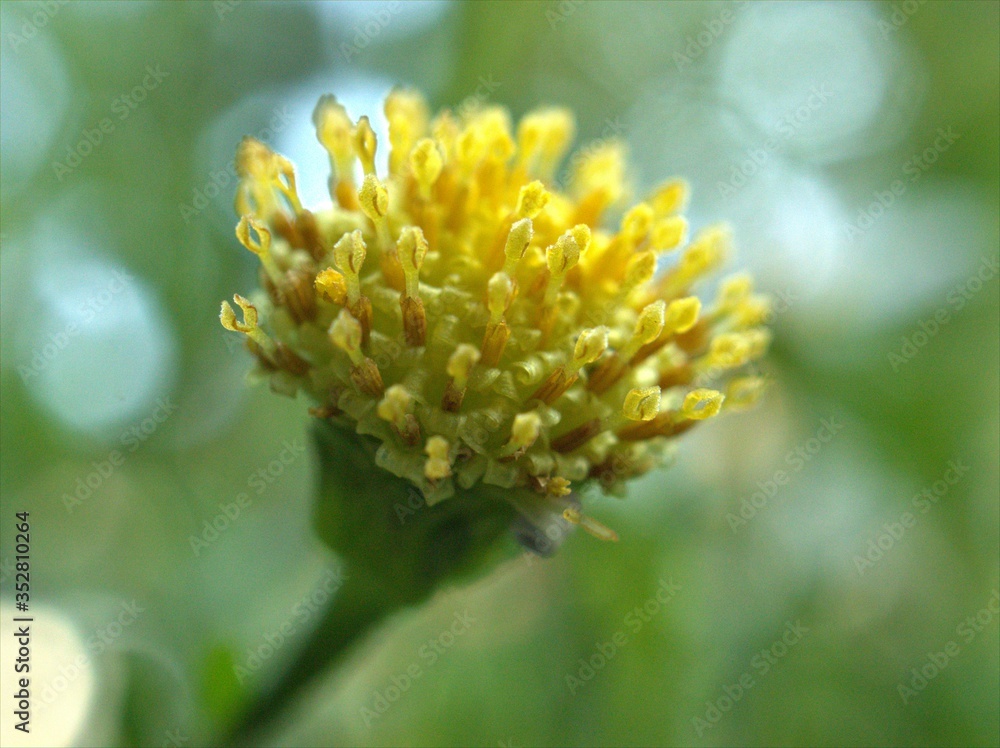Closeup yellow pollen of common daisy (oxeye) flower plants in garden with blurred background, yellow pollen of daisy ,macro image for card design Closeup yellow pollen of common daisy (oxeye) flower plants in garden with blurred background, yellow pollen of daisy ,macro image for card design
