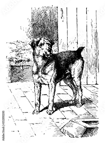 Dog, vintage illustration.