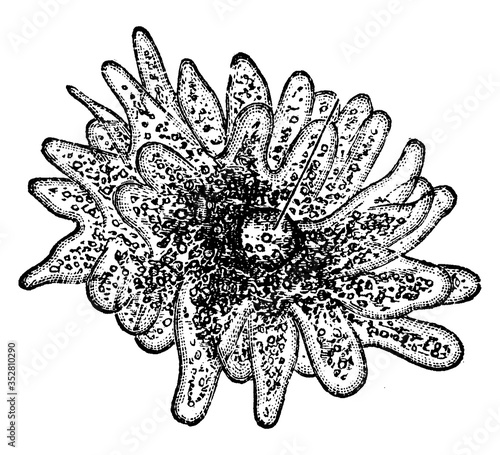 Amoeba, vintage illustration.
