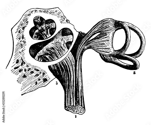 Auditory Nerve, vintage illustration.