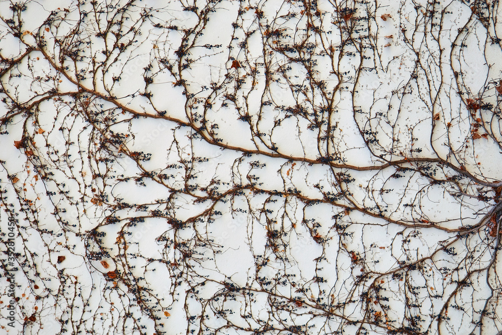 Concrete wall overgrown with dry wild grapes. Can be used as background. Concrete wall overgrown with dry wild grapes. Can be used as background.