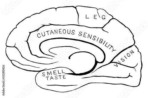 Human Brain, vintage illustration.