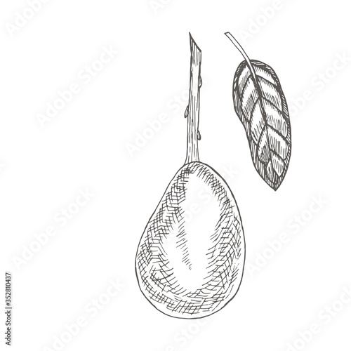 Avocado with leaf. Botanical illustrations in the engraving style.. Collection of hand-drawn flowers and plants. Tropical plant.