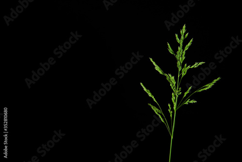 Zielone źdźbło trawy na czarnym tle