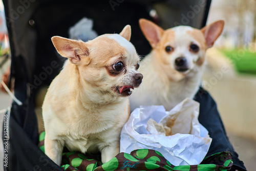 Photography Two dogs are sitting in a stroller.