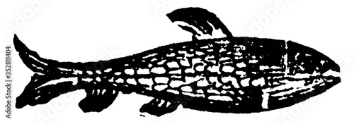 Minnow, vintage illustration.