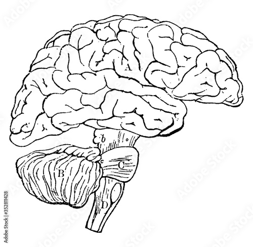 Brain, vintage illustration.