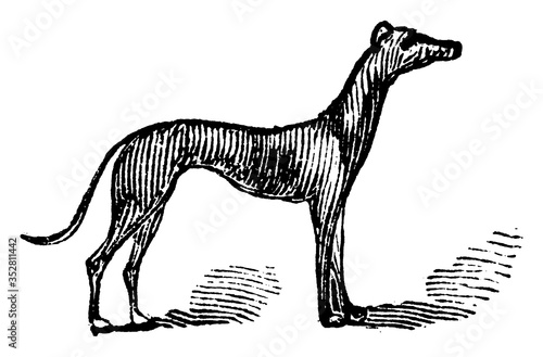 Grey Hound, vintage illustration.