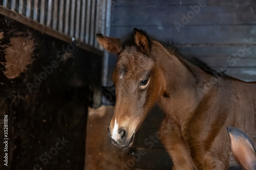 A portrait of a brown filly head  newborn in a horse box  is standing next to the mother