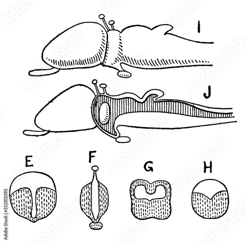 Brain, Vertebrate, vintage illustration.