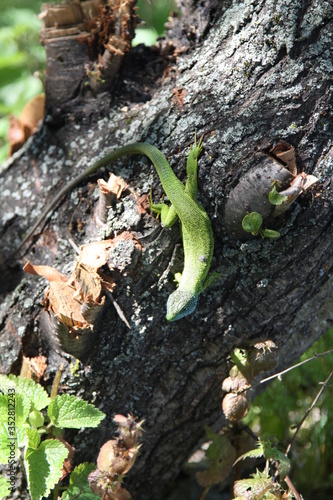 Green lizard on the tree