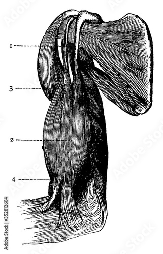Biceps, vintage illustration.