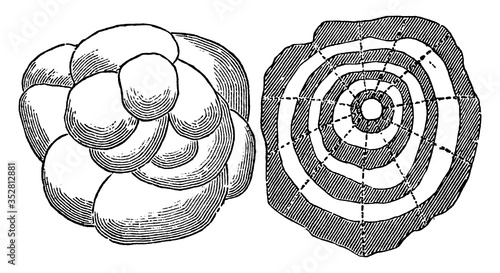 Structure of Hailstone, vintage illustration.