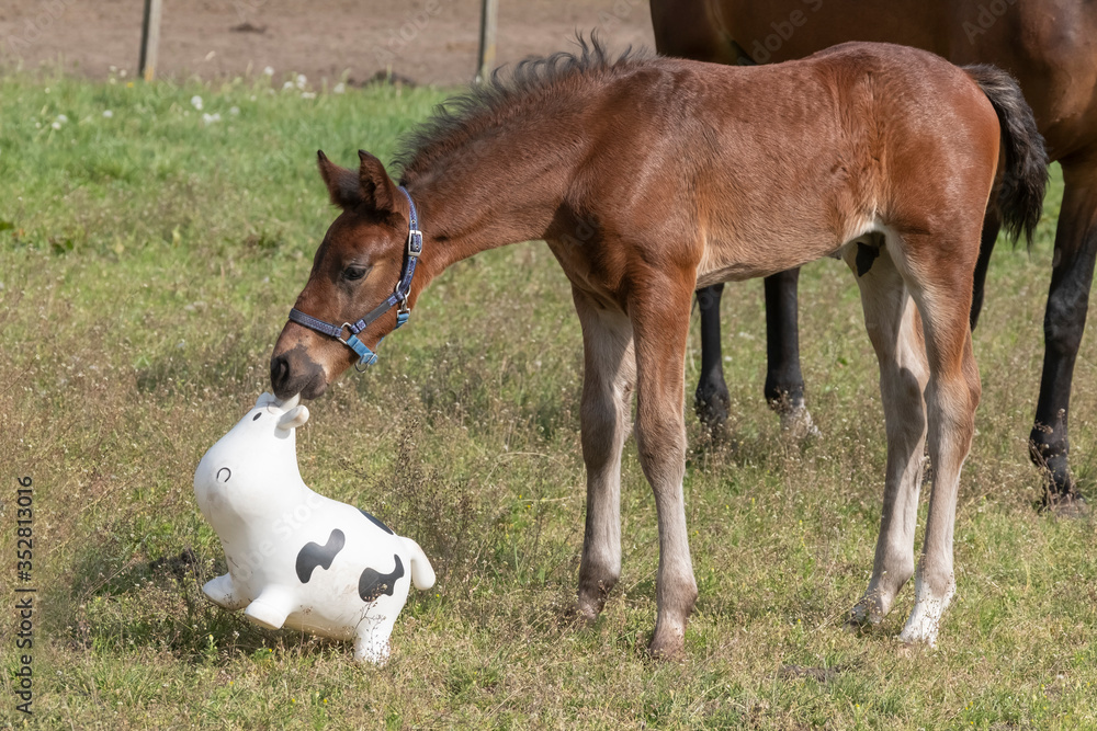 Obraz premium Brown stallion foal is playing with brightly colored rubber inflatable animal toys, in the pasture, riding horse