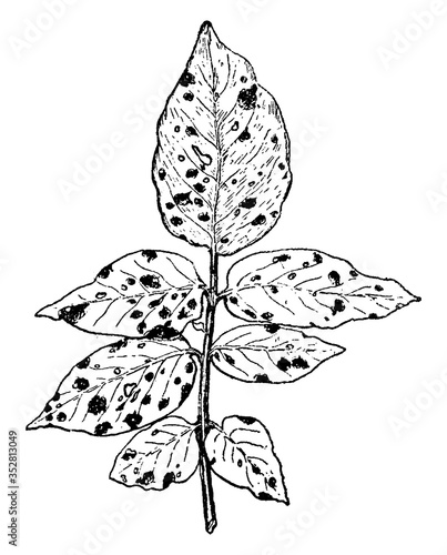 Early Blight of Potato, vintage illustration.