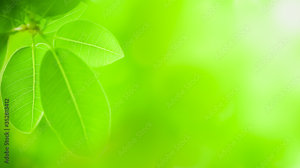 Closeup of beautiful nature view of green leaf on blurred greenery background in garden with copy space using as background natural green plants landscape, ecology, fresh wallpaper concept. Closeup of beautiful nature view of green leaf on blurred greenery background in garden with copy space using as background natural green plants landscape, ecology, fresh wallpaper concept.