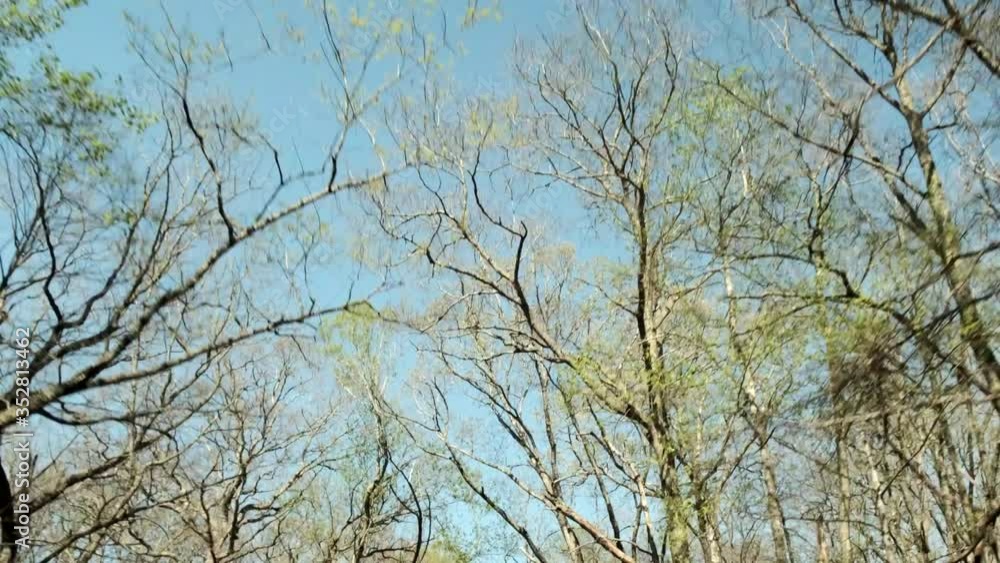 Looking up at dormant and fresh springtime green foliage on tall vertical tree tops and blue sky, pov car Looking up at dormant and fresh springtime green foliage on tall vertical tree tops and blue sky, pov car